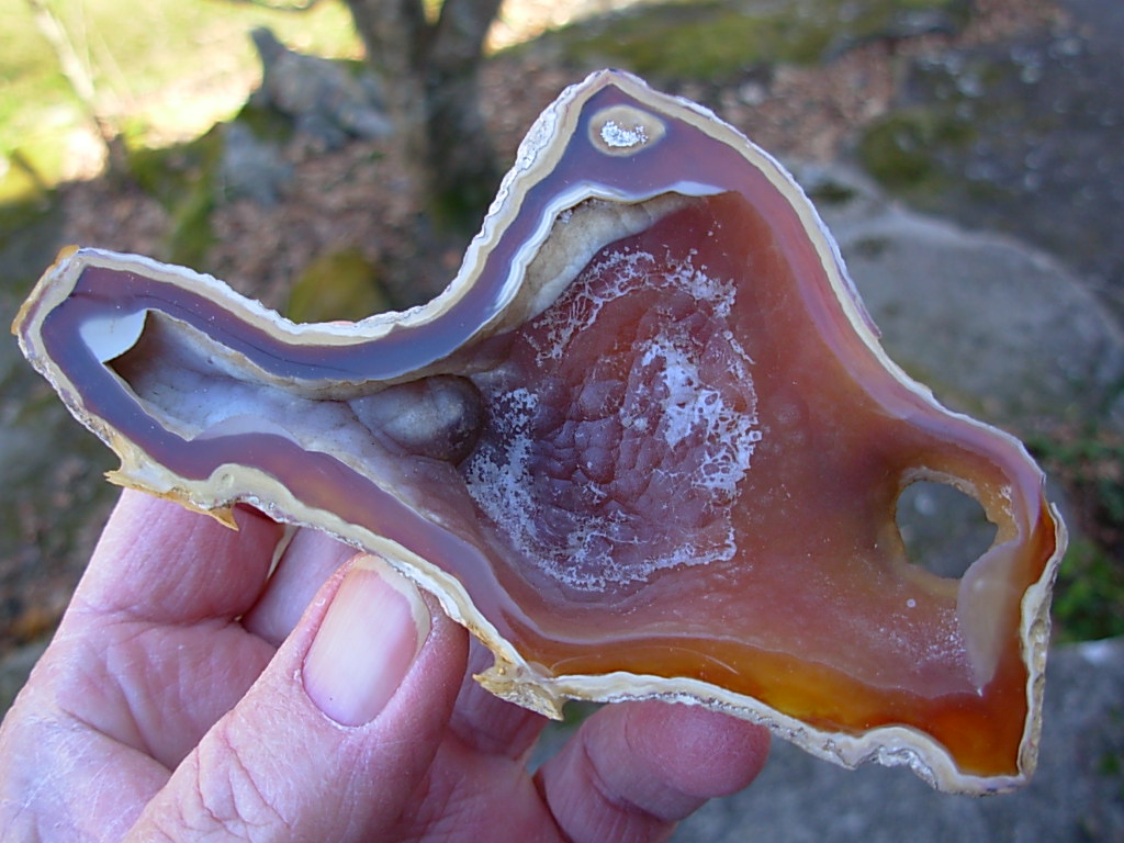 Tampa Bay Ballast Point Fossilized Coral Agate Pair from Roders Coral Museum