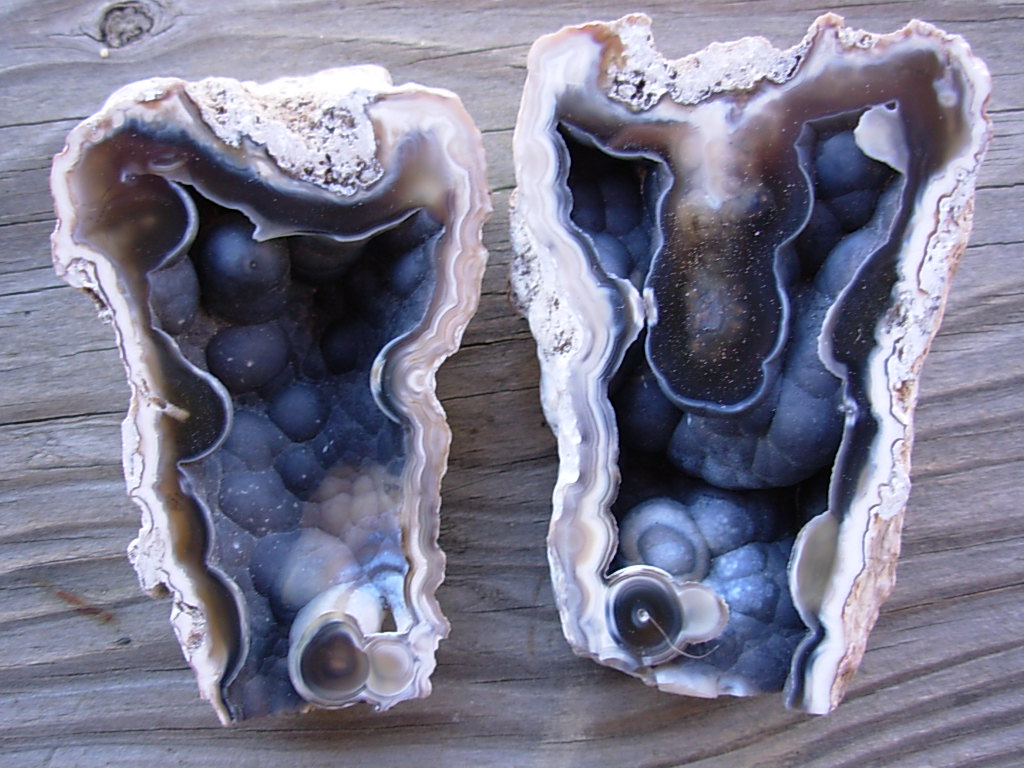 Tampa Bay Ballast Point Fossilized Coral Agate Pair from Roders Coral Museum