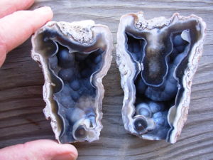 Tampa Bay Ballast Point Fossilized Coral Agate Pair from Roders Coral Museum