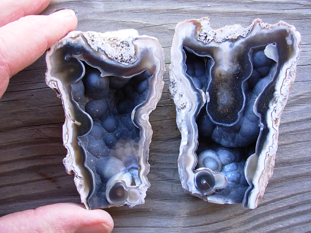 Tampa Bay Ballast Point Fossilized Coral Agate Pair from Roders Coral Museum