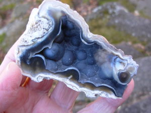 Tampa Bay Ballast Point Fossilized Coral Agate Pair from Roders Coral Museum
