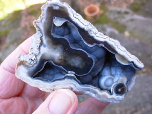 Tampa Bay Ballast Point Fossilized Coral Agate Pair from Roders Coral Museum