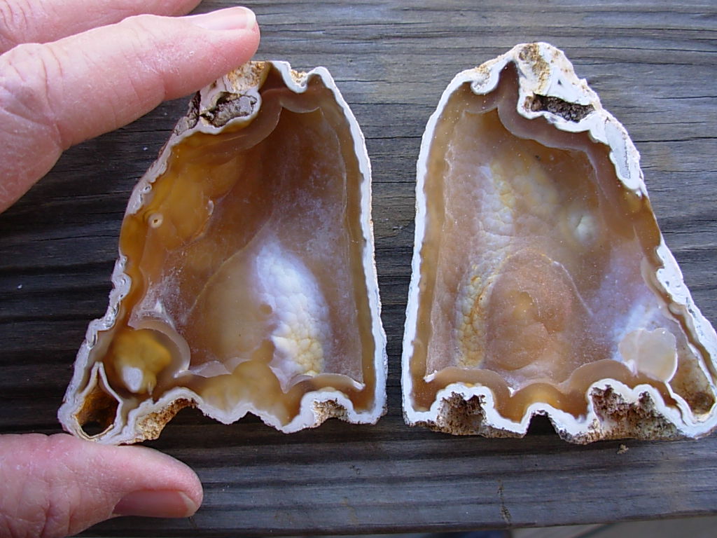 Tampa Bay Ballast Point Fossilized Coral Agate Pair from Roders Coral Museum