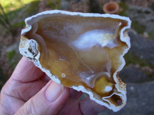 Tampa Bay Ballast Point Fossilized Coral Agate Pair from Roders Coral Museum
