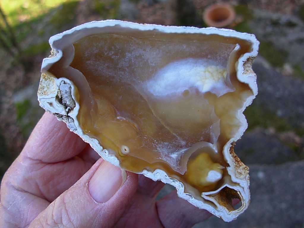 Tampa Bay Ballast Point Fossilized Coral Agate Pair from Roders Coral Museum