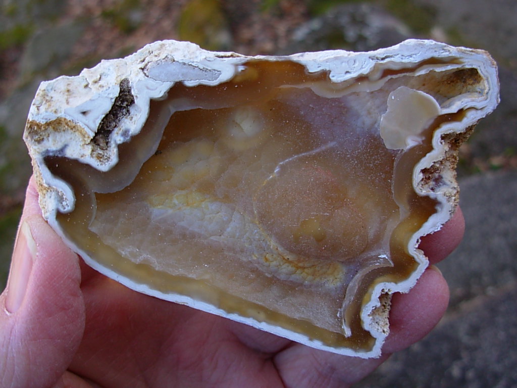 Tampa Bay Ballast Point Fossilized Coral Agate Pair from Roders Coral Museum