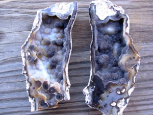 Tampa Bay Ballast Point Fossilized Coral Agate Pair from Roders Coral Museum