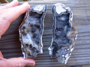 Tampa Bay Ballast Point Fossilized Coral Agate Pair from Roders Coral Museum