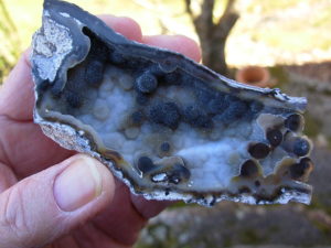 Tampa Bay Ballast Point Fossilized Coral Agate Pair from Roders Coral Museum