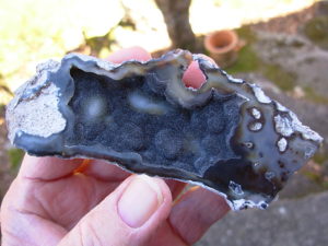 Tampa Bay Ballast Point Fossilized Coral Agate Pair from Roders Coral Museum