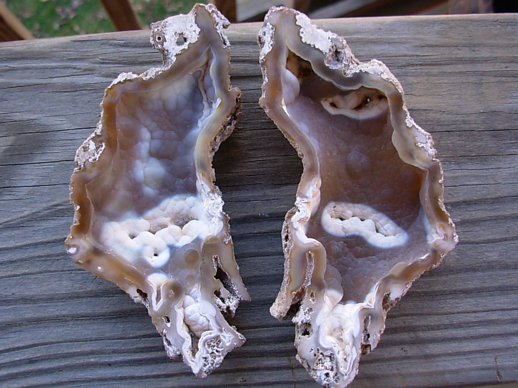 Tampa Bay Ballast Point Fossilized Coral Agate Pair from Roders Coral Museum
