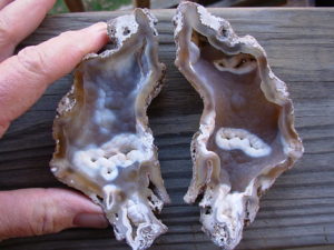 Tampa Bay Ballast Point Fossilized Coral Agate Pair from Roders Coral Museum