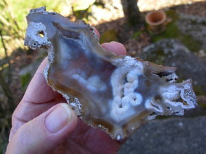 Tampa Bay Ballast Point Fossilized Coral Agate Pair from Roders Coral Museum