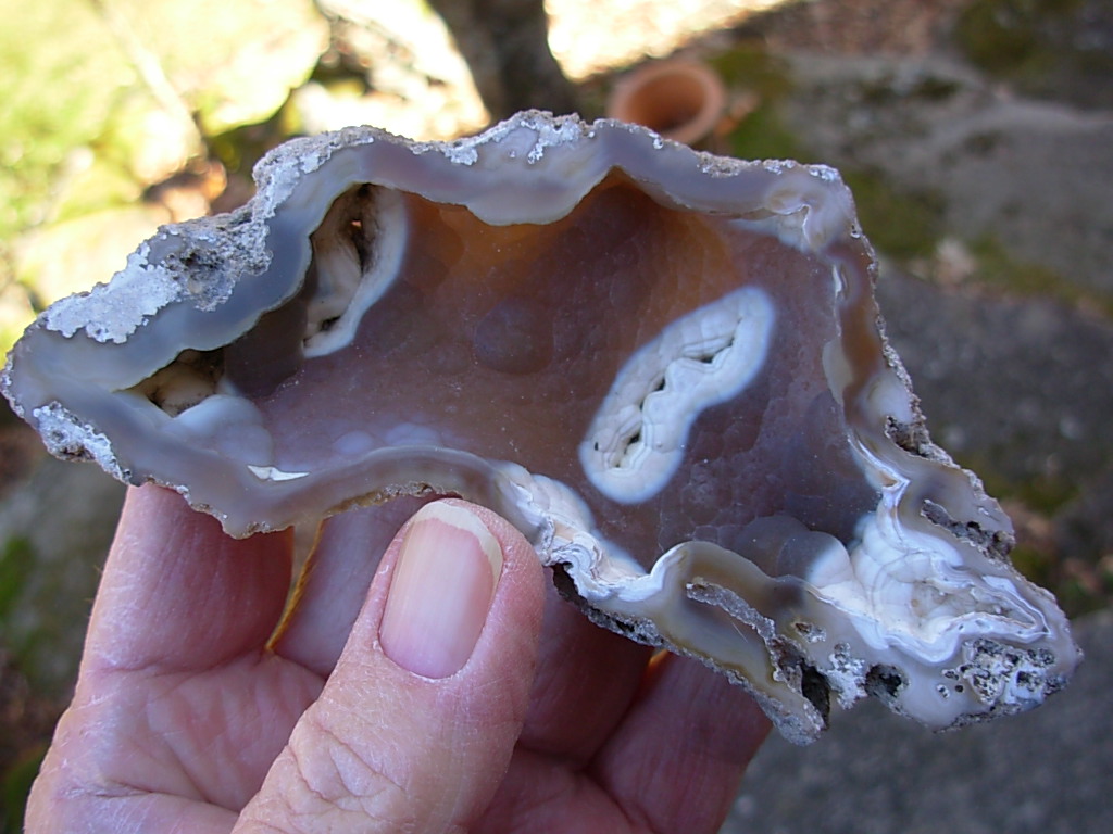 Tampa Bay Ballast Point Fossilized Coral Agate Pair from Roders Coral Museum