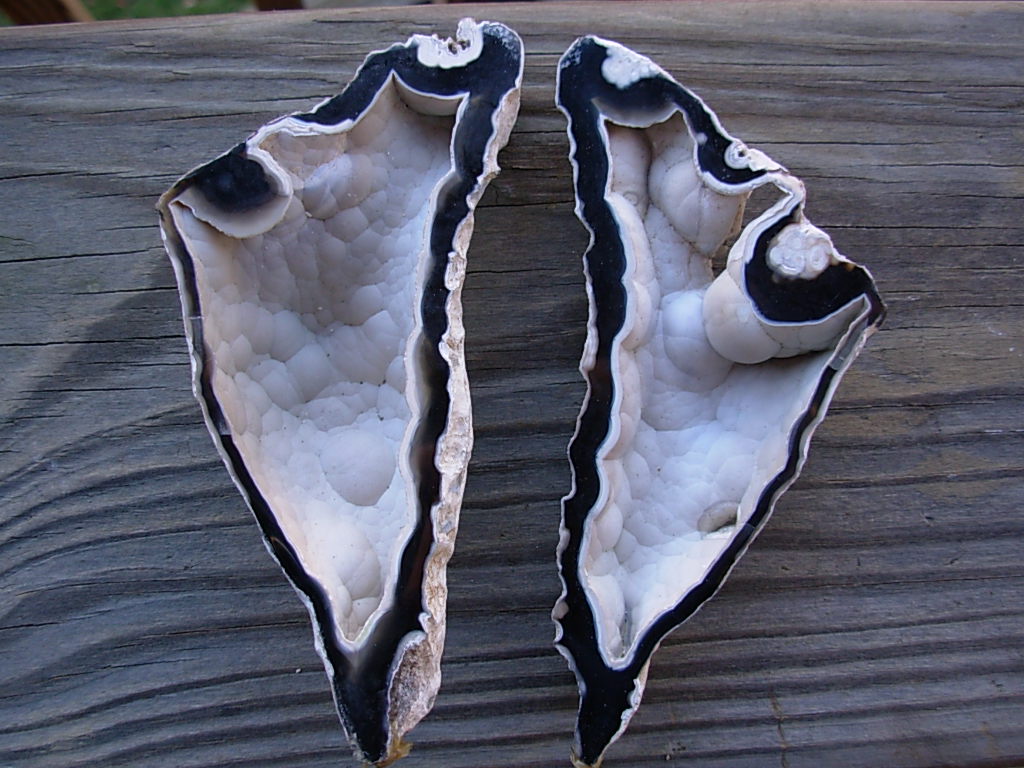 Tampa Bay Ballast Point Fossilized Coral Agate Pair from Roders Coral Museum