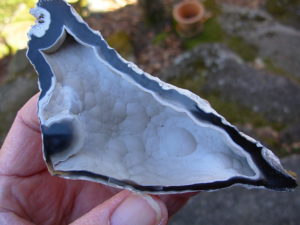 Tampa Bay Ballast Point Fossilized Coral Agate Pair from Roders Coral Museum