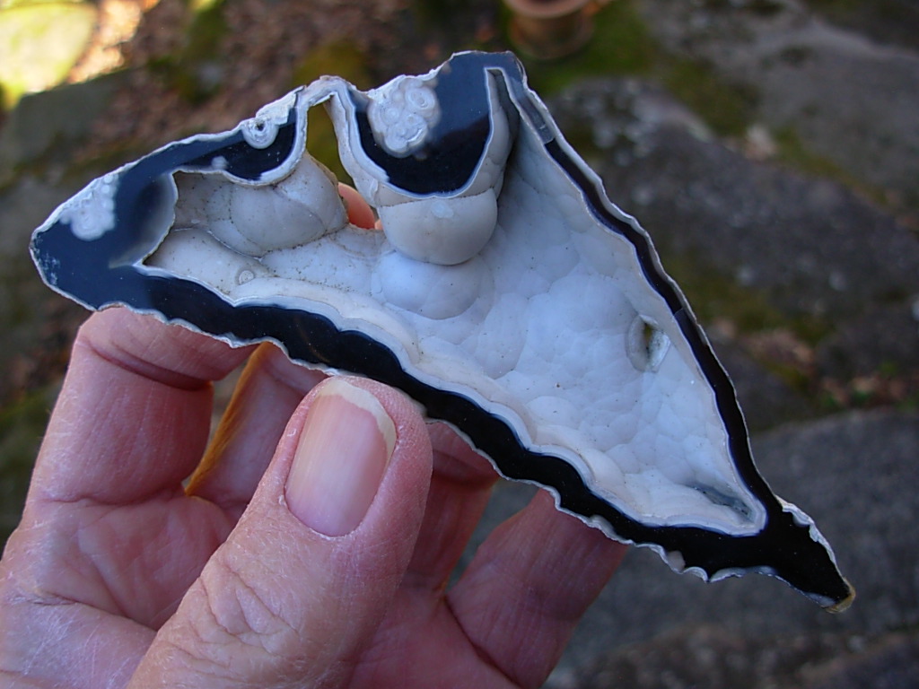 Tampa Bay Ballast Point Fossilized Coral Agate Pair from Roders Coral Museum