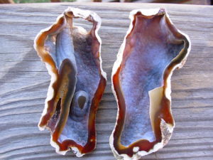 Tampa Bay Ballast Point Fossilized Coral Agate Pair from Roders Coral Museum