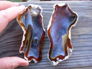 Tampa Bay Ballast Point Fossilized Coral Agate Pair from Roders Coral Museum