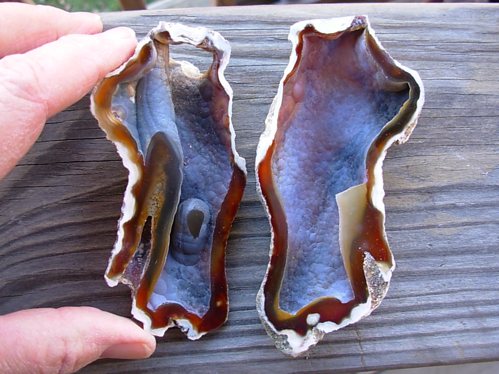 Tampa Bay Ballast Point Fossilized Coral Agate Pair from Roders Coral Museum