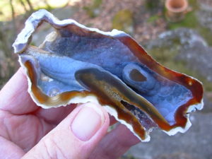 Tampa Bay Ballast Point Fossilized Coral Agate Pair from Roders Coral Museum