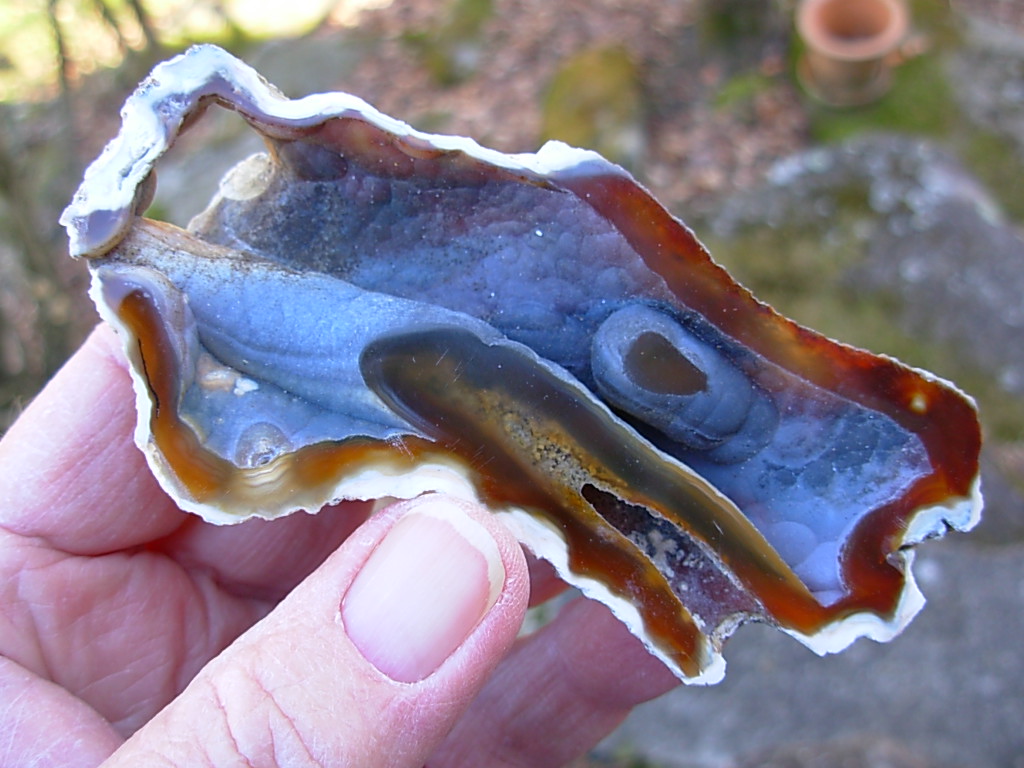 Tampa Bay Ballast Point Fossilized Coral Agate Pair from Roders Coral Museum
