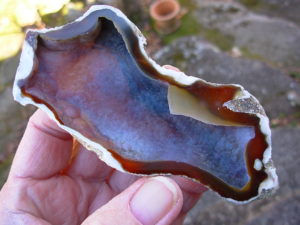 Tampa Bay Ballast Point Fossilized Coral Agate Pair from Roders Coral Museum