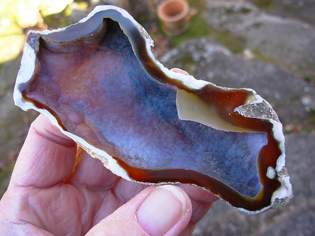 Tampa Bay Ballast Point Fossilized Coral Agate Pair from Roders Coral Museum