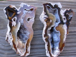Tampa Bay Ballast Point Fossilized Coral Agate Pair from Roders Coral Museum