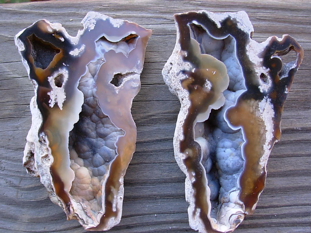 Tampa Bay Ballast Point Fossilized Coral Agate Pair from Roders Coral Museum