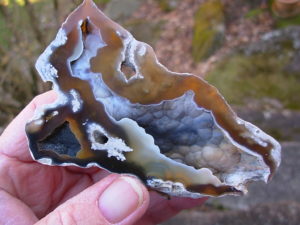Tampa Bay Ballast Point Fossilized Coral Agate Pair from Roders Coral Museum
