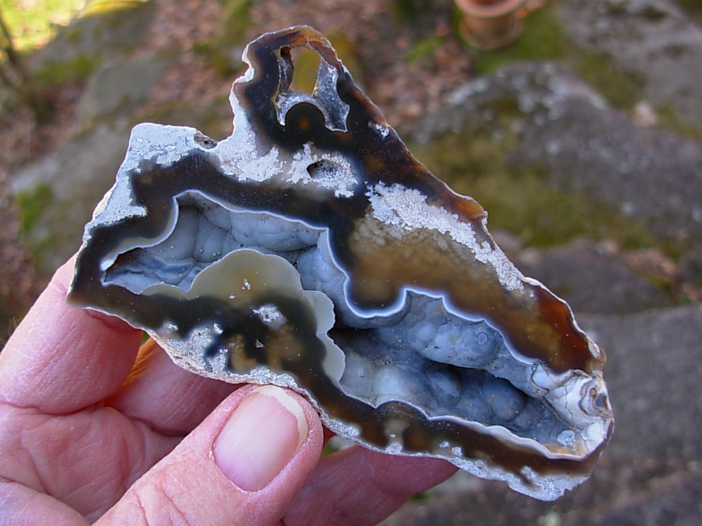 Tampa Bay Ballast Point Fossilized Coral Agate Pair from Roders Coral Museum