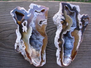 Tampa Bay Ballast Point Fossilized Coral Agate Pair from Roders Coral Museum