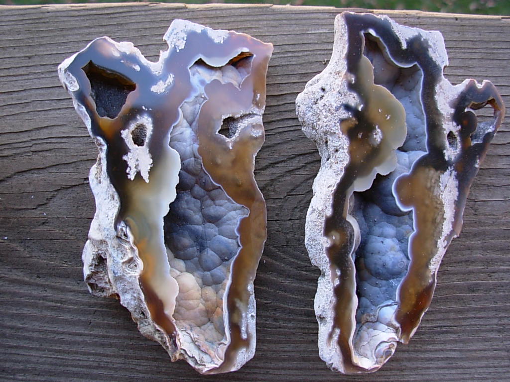Tampa Bay Ballast Point Fossilized Coral Agate Pair from Roders Coral Museum