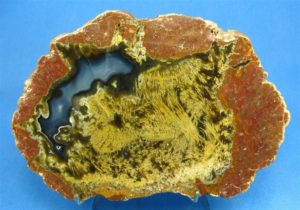 Rare Mossy Plume Agate Black Rock Thunderegg Slab