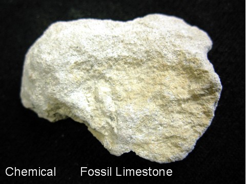 Chemical Fossil Limestone