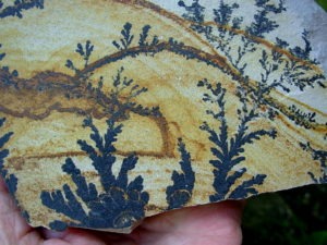 Dendrite Rhyolite from Utah