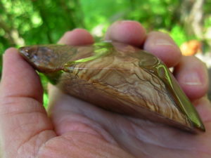 Polished Deschutes Jasper from Elkins Gem Stones