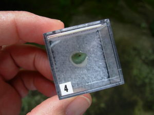 Raw Emerald Crystal