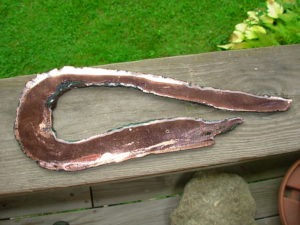 Float Copper