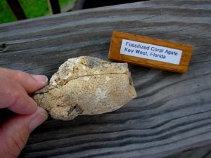 Fossilized Coral Agate Key West Florida Pair
