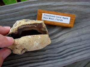 Fossilized Coral Agate Key West Florida Pair