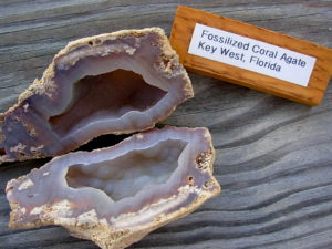 Fossilized Coral Agate Key West Florida Pair