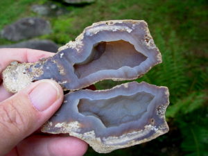 Fossilized Coral Agate Key West Florida Pair