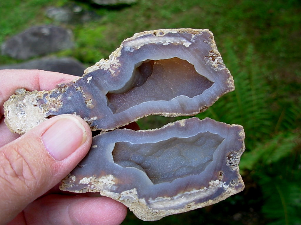 Fossilized Coral Agate Key West Florida Pair