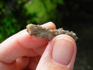 Lechatelierite Fulgurite from the Great Sand Sea in Egypt