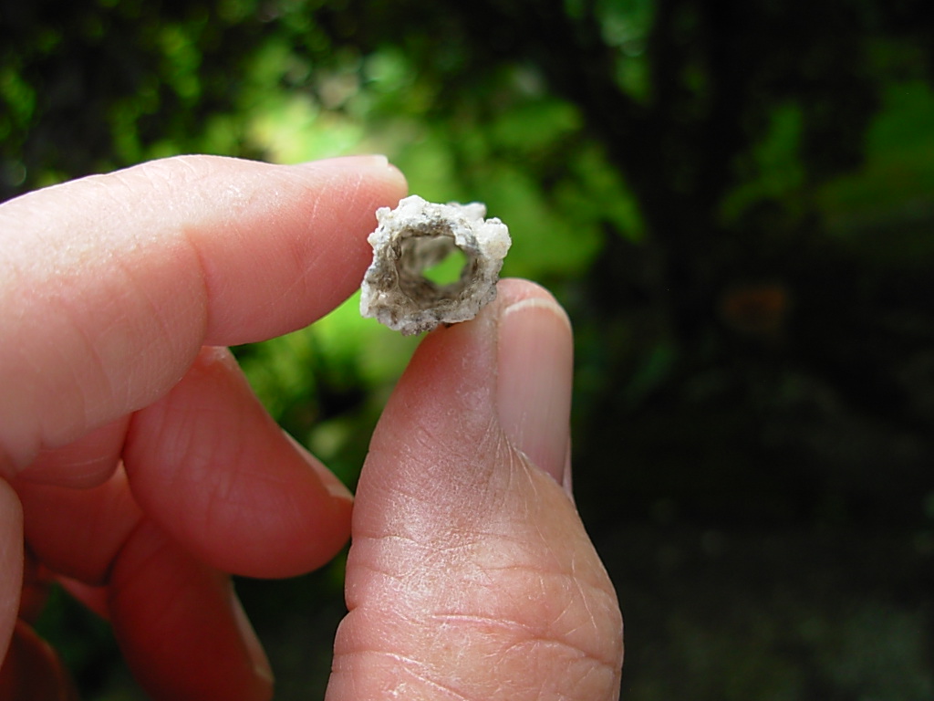 Lechatelierite Fulgurite from the Great Sand Sea in Egypt