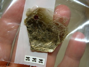 Garnets in Muscovite