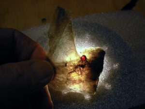 Garnetsa in Muscovite