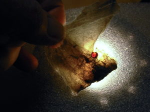 Garnetsa in Muscovite